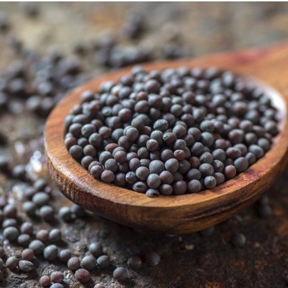 

Biji Sawi Hitam Black Mustard Seed