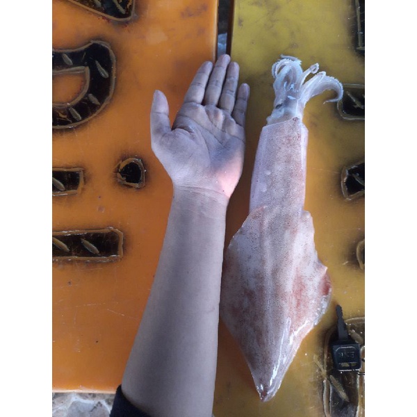 

cumi bangka/cumi jumbo/ cumi semprong ukuran besar fresh harian