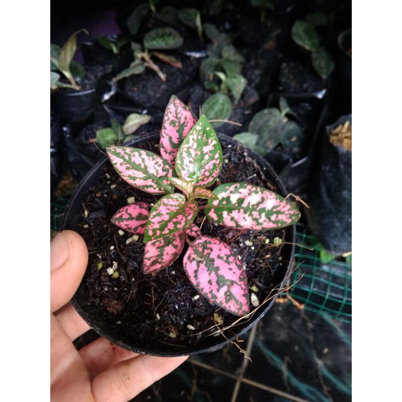 TANAMAN HIAS HIPOESTES PINK