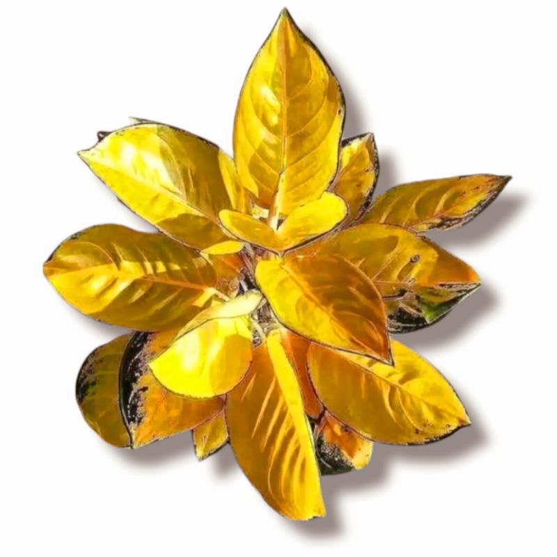 Aglonema Sultan brunei remaja - tanaman hias hidup - bunga hidup - bunga aglonema - aglaonema merah 