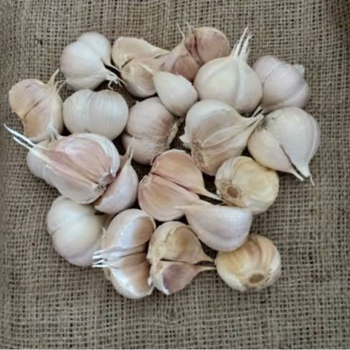 

Bawang Putih Kating