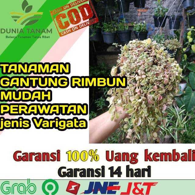  Tanaman  hias  Gantung  Melf left Bibit benih  sayur sayuran 