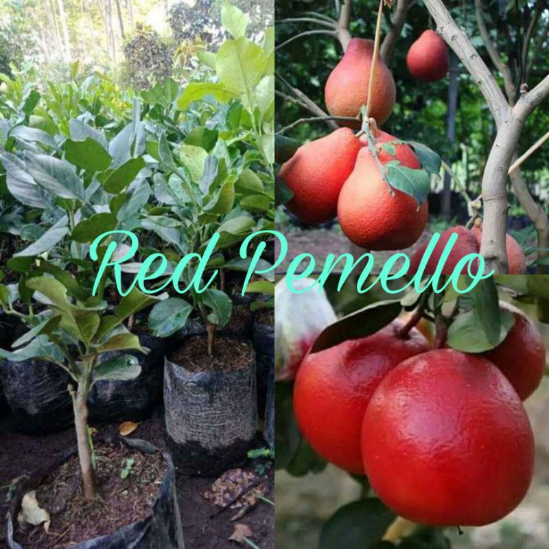 

JERUK REDPAMELLO OKULASII