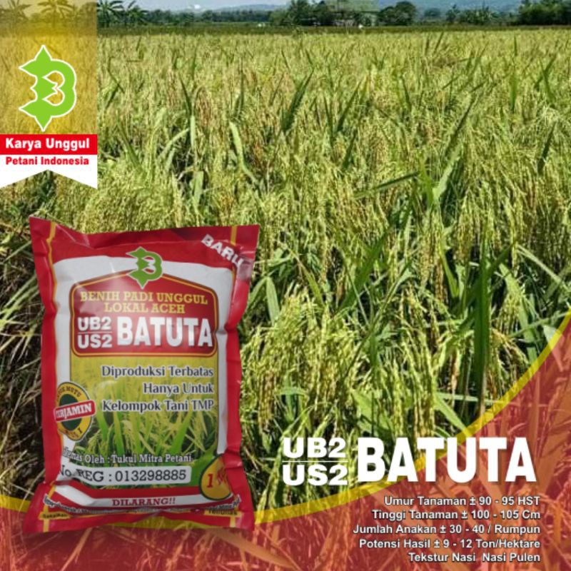 Padi UB 2 Batuta Lokal Aceh