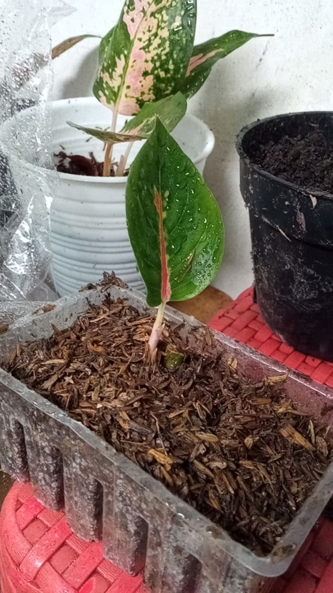 Suksom Jaipong Anakan/suksom Jaipong Bonggolan 2~3 Helai