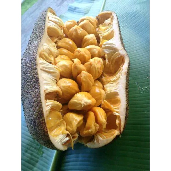 

CEMPEDAK KING
