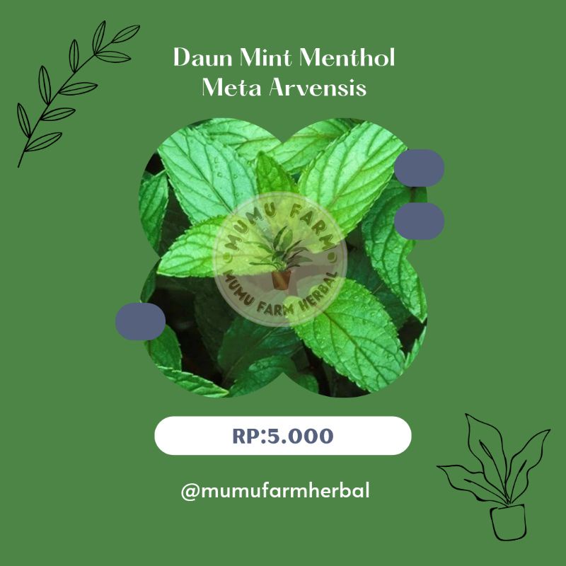 

Daun mint menthol menta arvensis segar 100gram