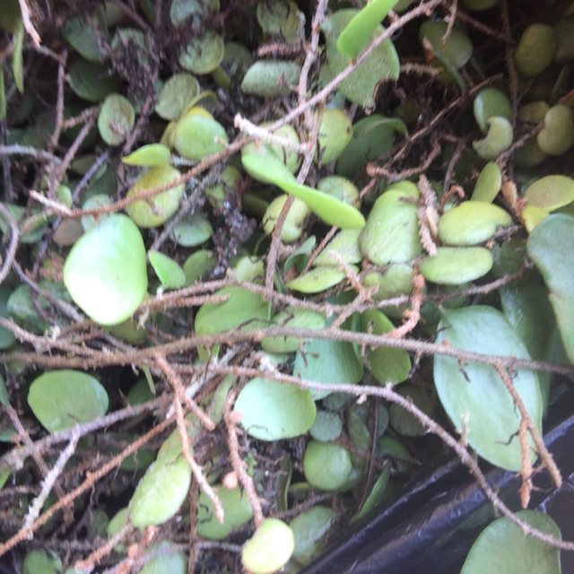 

daun sisik naga 1kg