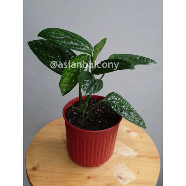 Monstera Karstenianum | Tanaman hias aroid di pot