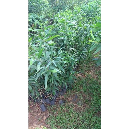 BIBIT AKASIA MANGIUM 1,5 METER // POHON AKASIA // KAYU AKASIA