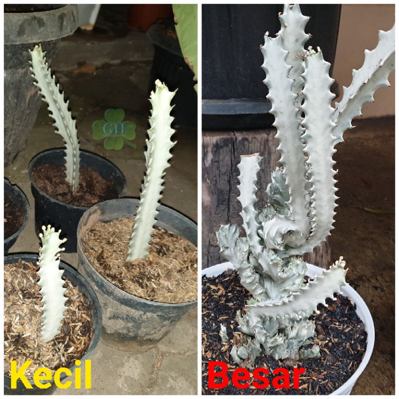 Tanaman Hias Kaktus Euphorbia Lactea White Ghost Cristata Putih/Silver (Kecil)