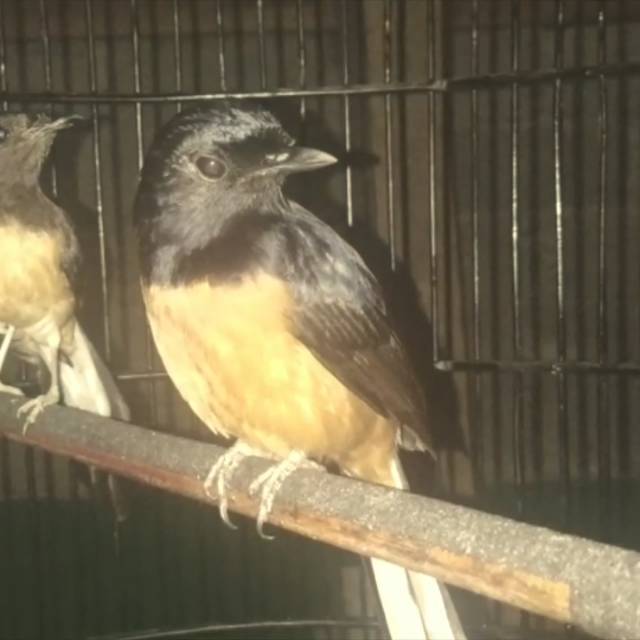 Harga Murai Batu Bahorok Terbaru September 2021 BigGo