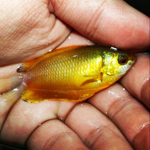 Jual Ikan Sepat Kuning Shopee Indonesia