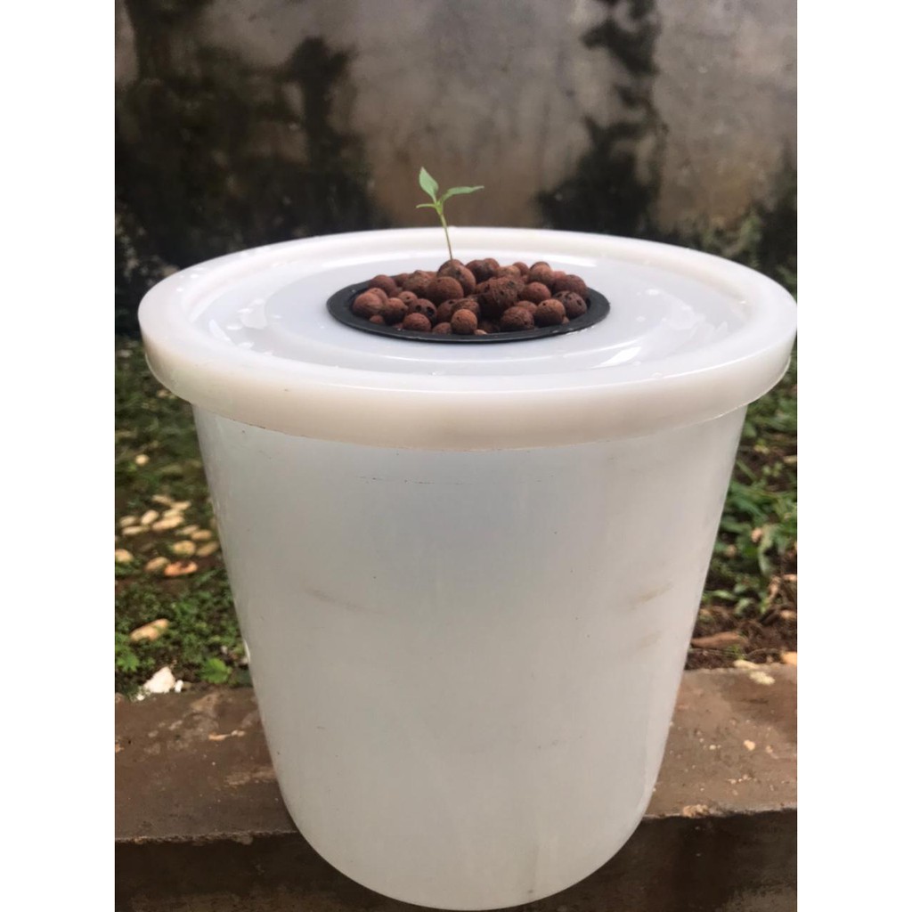 Paket Dutch Bucket Lengkap Bonus Benih