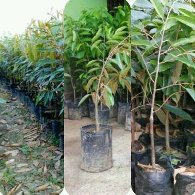 Super Promo Paket 3 Bibit Durian Bawor,Montong,Musangking #_#