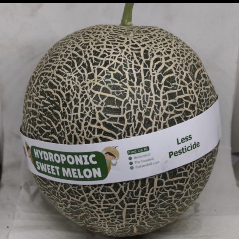 

Melon orange bogatani hydroponic organic