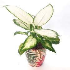 Aglonema Blanceng  Diven Tisu Tanaman hias Aglaonema Tissu, Pohon Aglonema Tissue Bunga Hidup Aglaon