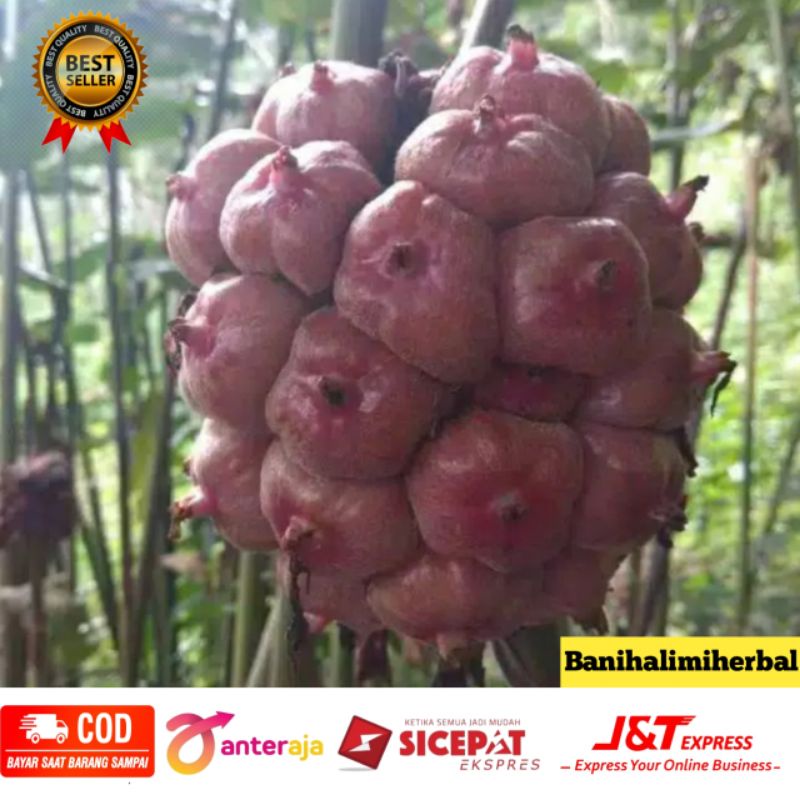 

Buah Honje Merah Segar 500 gram