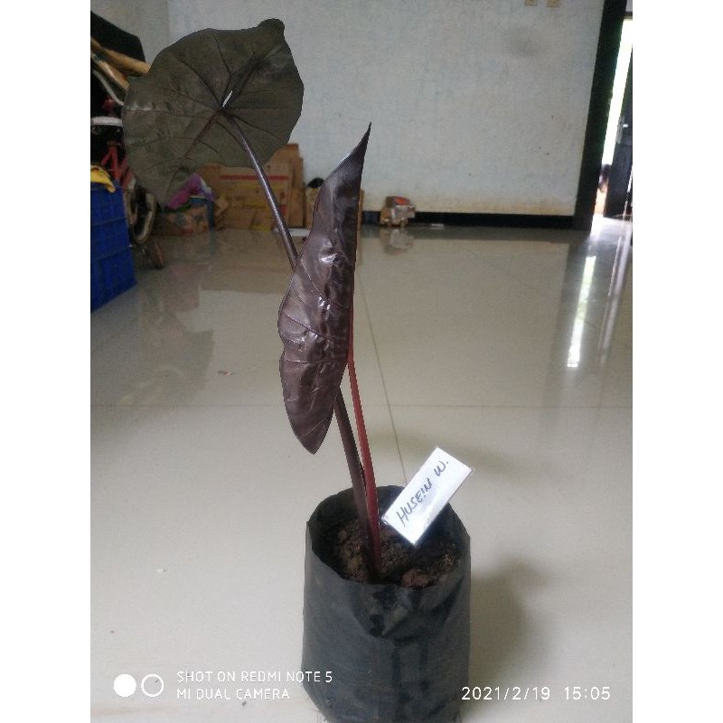 caladium black | keladi hitam