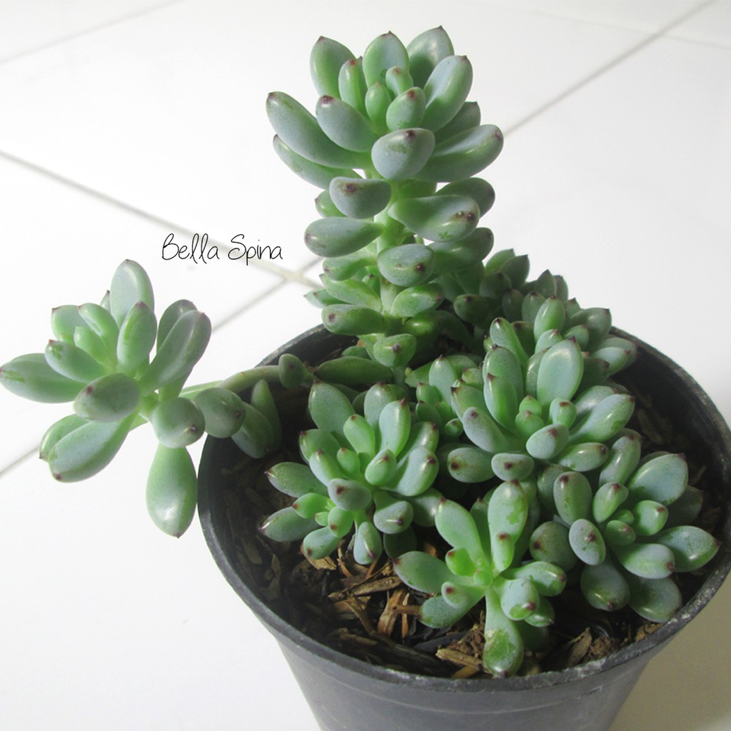 Kaktus Sukulen Sedum Bisa Tumbuh Menjuntai Cantik