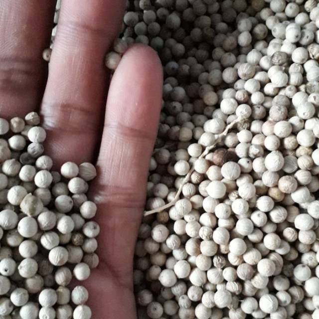 

Lada putih BangkaBelitung