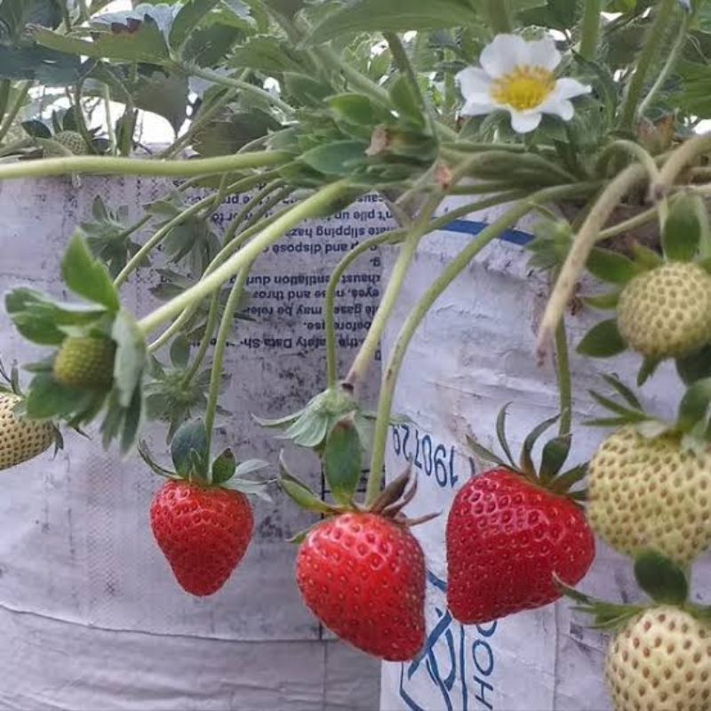 Benih Buah Strawberry Mencir Dataran Rendah Unggul