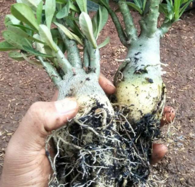 Tanaman bibit adenium bonggol besar bahan bonsai Kamboja jepang-1