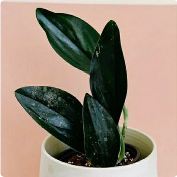 Scindapsus Treubii Black - Scindapsus Treubii Dark Form