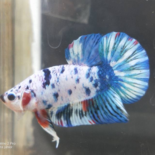 Ikan cupang nemo multicolor grade