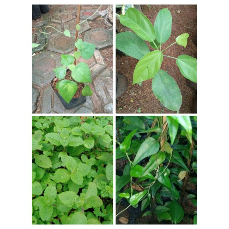 paket hemat 4 tanaman cincau