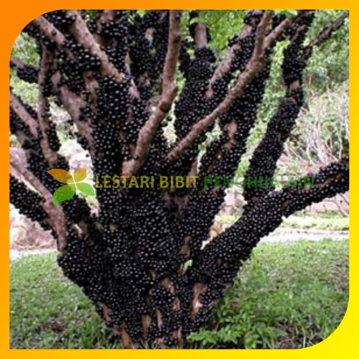 Bibit Tanaman Buah Anggur Brazil Jaboticaba