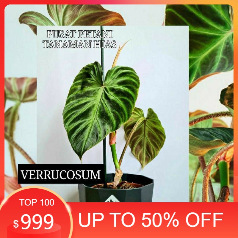 Bibit bonggol Philodendron Verrucosum original