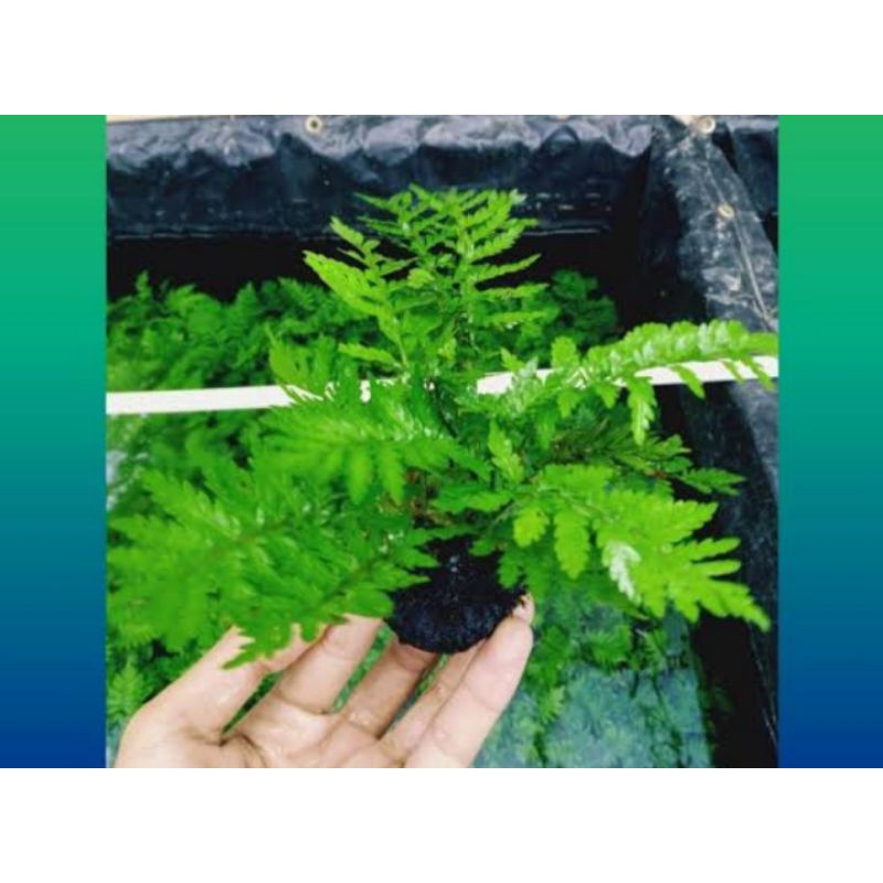 PAKIS PESING MEDIA WABIKUSA TANAMAN AQUARIUM