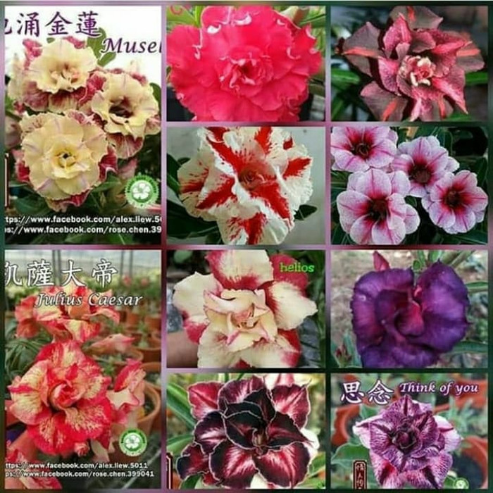 Paket 10 adenium size B