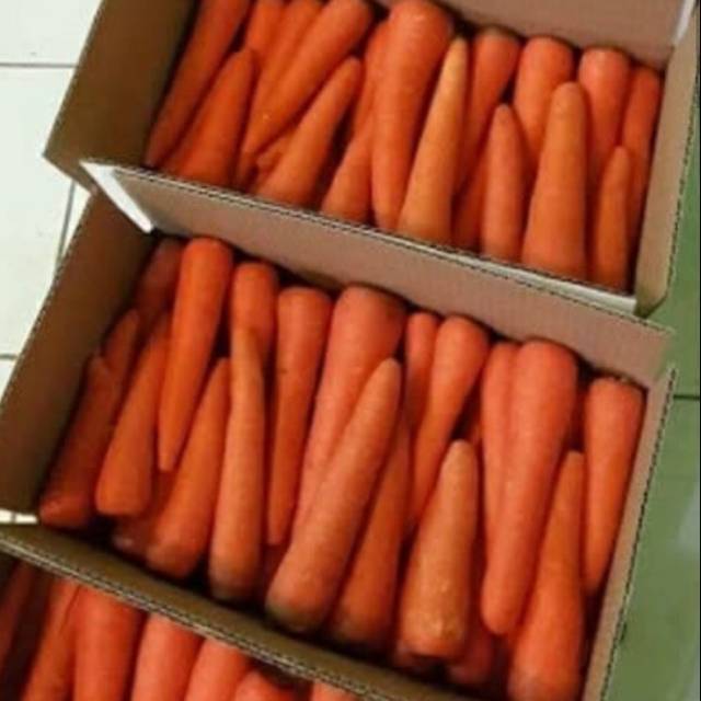 

Jual wortel brastagi kiloan TERMURAH !!!