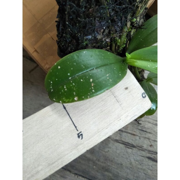 phalaenopsis amabilis