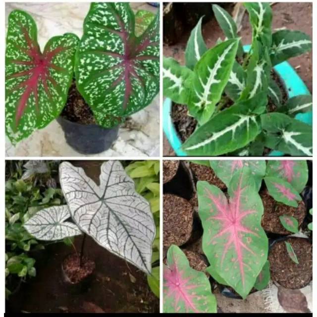 4 paket keladi murah
