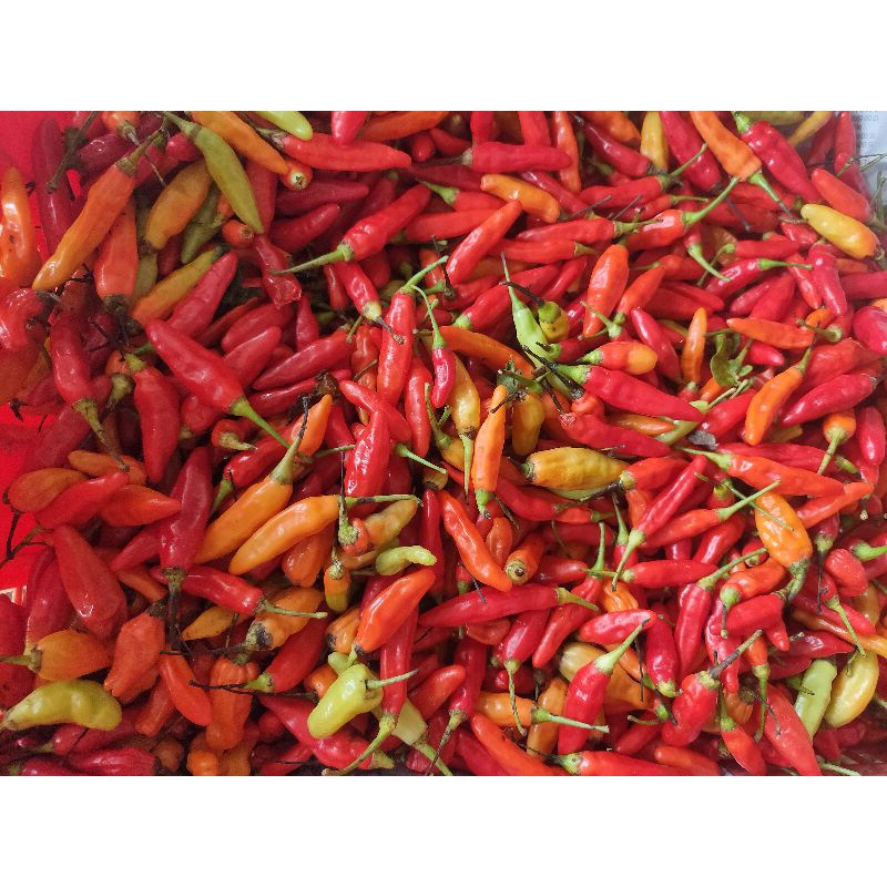 

KIRIM INSTAN CABE RAWIT MERAH (JABLAY)