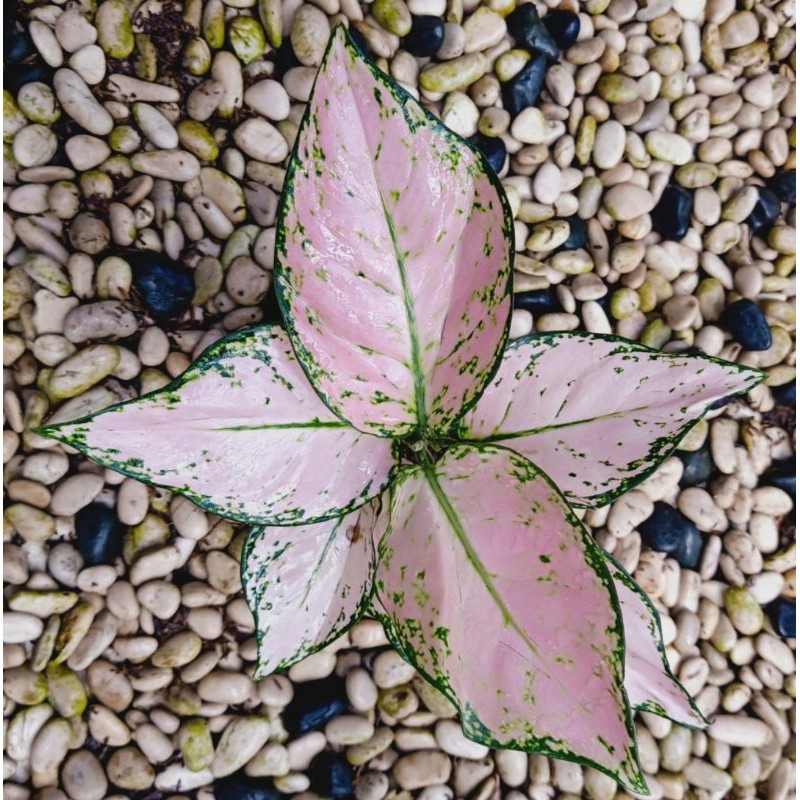 aglo pink star tissue