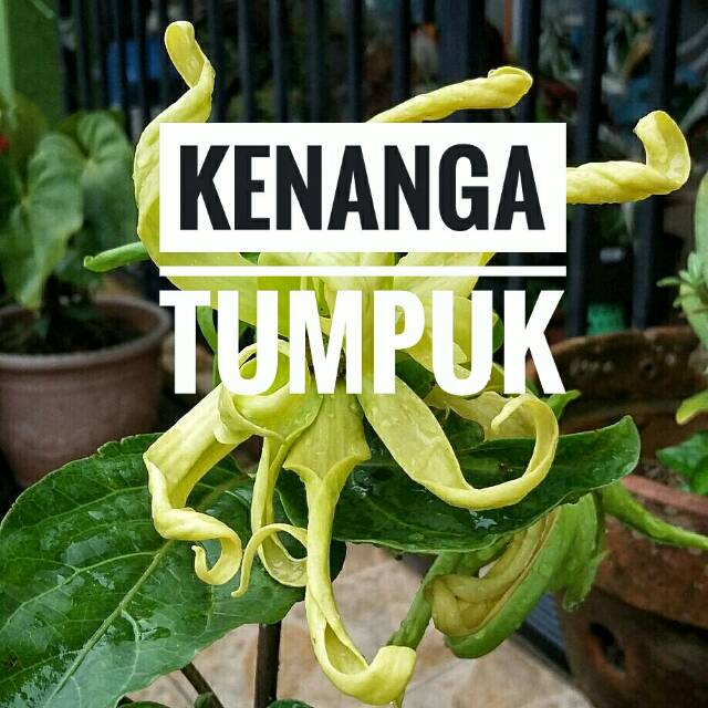 Bibit Kenanga Tumpuk || Bibit Bunga || Bibit Bunga Kenanga