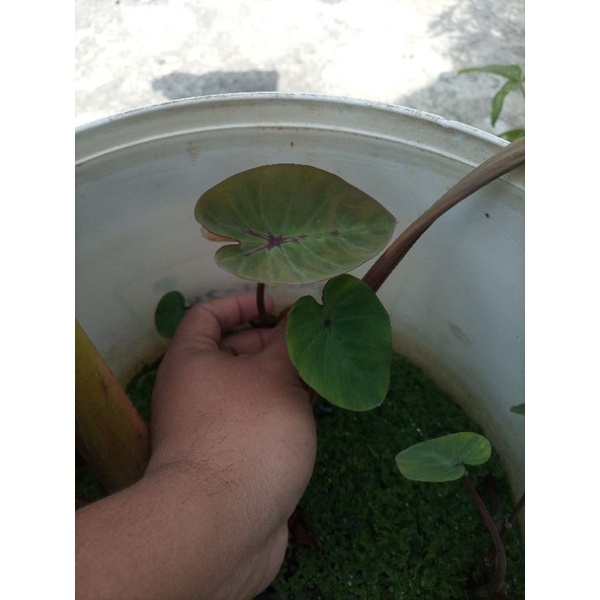 Colocasia Black Widow