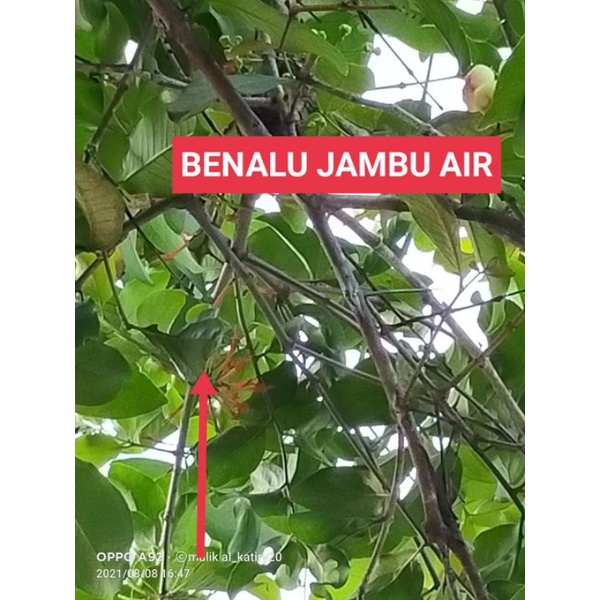 

BENALU JAMBU AIR KERING/FRESH 1000 GRAM (PREMIUM QUALITY)