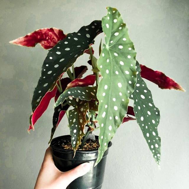 Tanaman Hias Begonia Maculata Polkadot Shopee Indonesia Tanaman Hias Begonia Maculata Polkadot Shopee Indonesia
