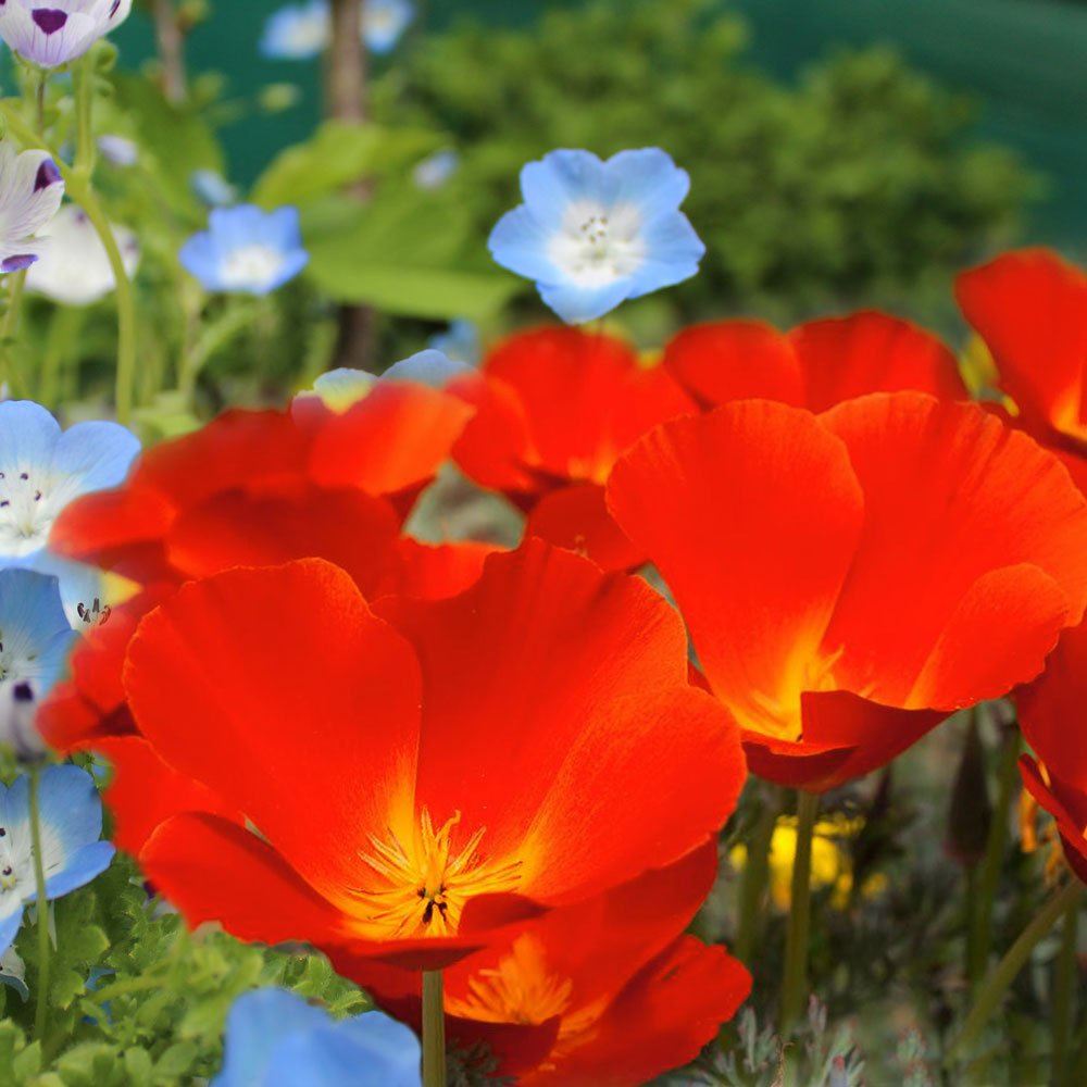 Benih Bibit Biji - Bunga California Poppy Mikado (Eschscholzia californica) Flower Seeds - IMPORT