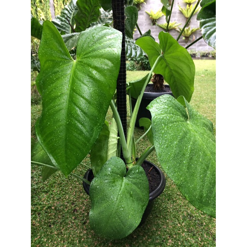 Syngonium Chiapense