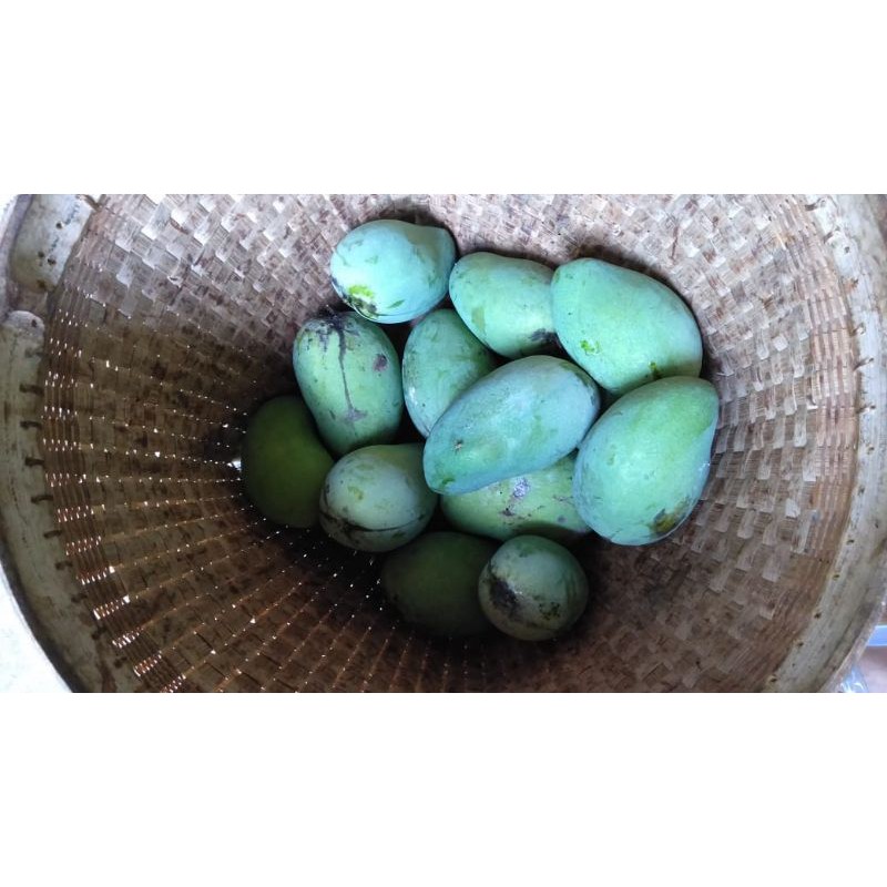 

buah mangga madu segar