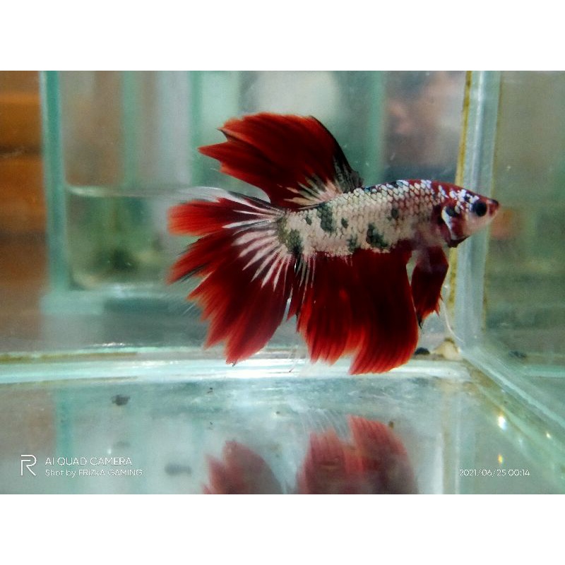 HM IRON MAN RED KOI COOPER
