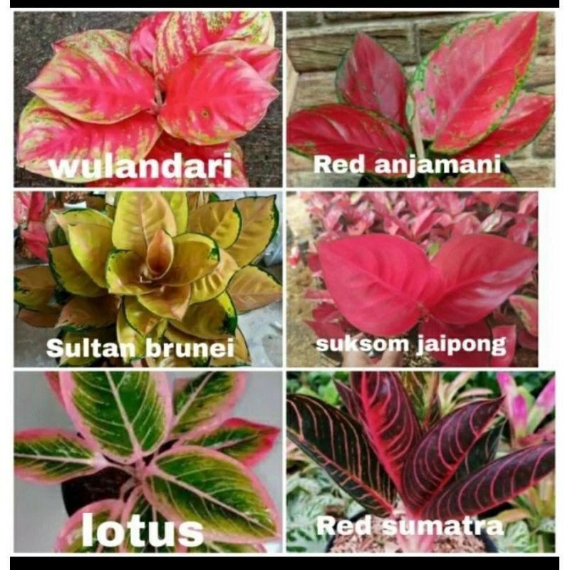 paket 6 bibit bonggol aglonema