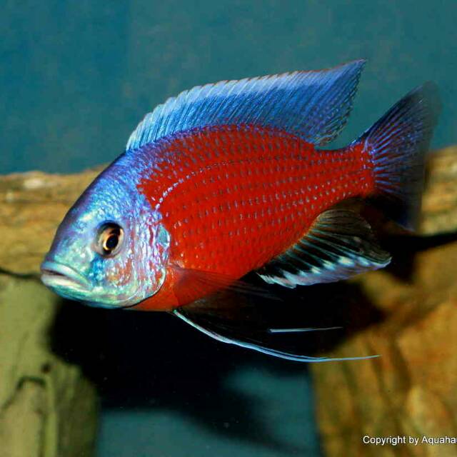 Copadichromis Borleyi Kadango Red Fin Malawi Cichlid
