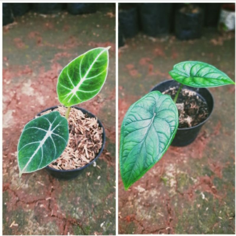 paket 2 tanaman hias alocasia black velvet + dragon scale